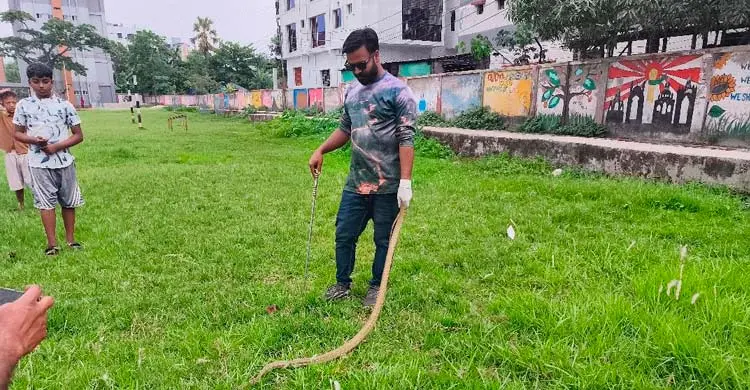 সাপ অবমুক্ত-চিকিৎসা করাই মনির হোসেনের কাজ