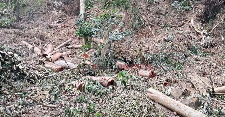 আলীকদমে অবাধে বন উজাড়, কমছে বন্যপ্রাণী