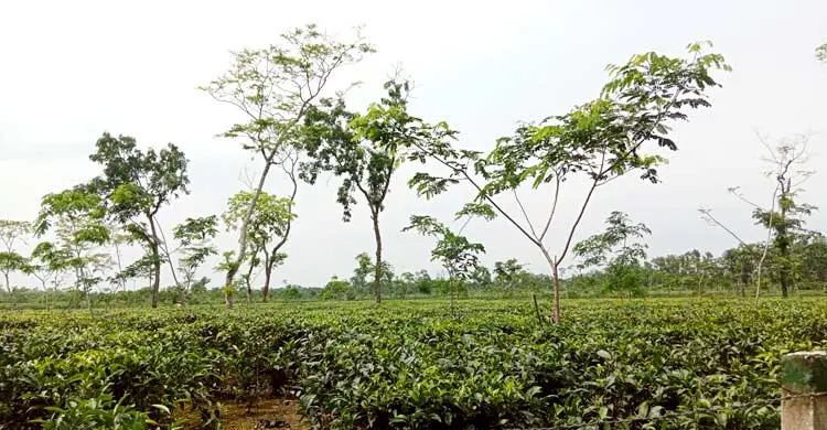 লোডশেডিংয়ের বাগড়ায় ব্যাহত চা উৎপাদন