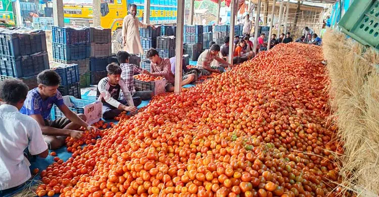 গাবুরার টমেটোর বাজার ঘিরে দেড়শ কোটি টাকার বাণিজ্য