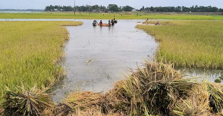 বন্যার আগে বৃষ্টিতেই তলিয়ে গেছে হাওরের ধান