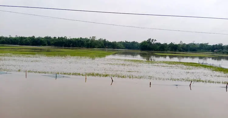 পানিতে নিমজ্জিত বেশিরভাগ ধানক্ষেত, দিশেহারা কৃষক