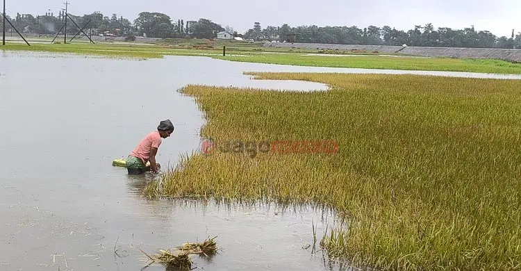 ধান হারিয়ে হাওরজুড়ে কৃষকের বোবাকান্না