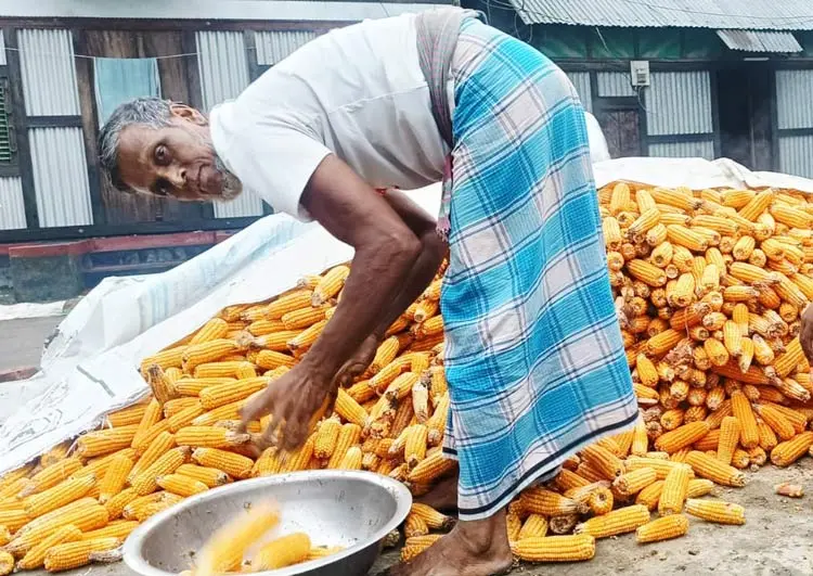 চাঁদপুরে কালবৈশাখীর থাবায় ভুট্টা চাষে বড় ধাক্কা
