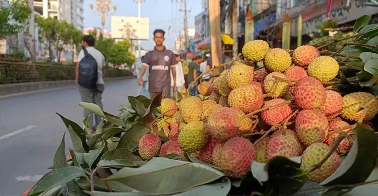 মৌসুমের শুরুতে রাজশাহীতে লিচুর দাম আকাশছোঁয়া