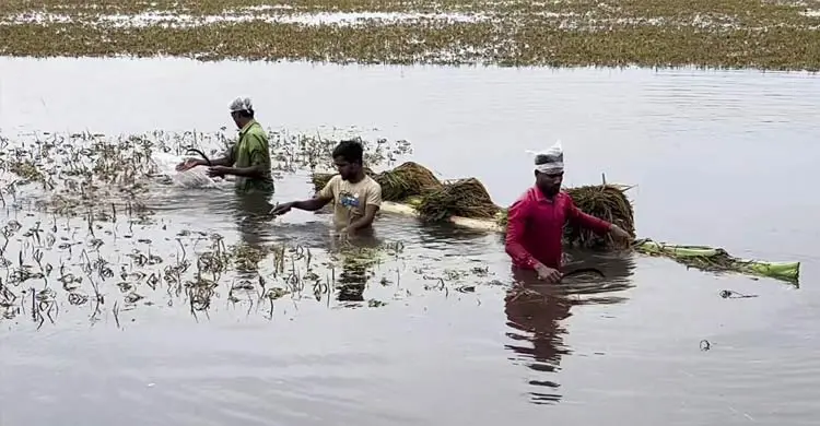 একদিকে ধান সংগ্রহের অভিযান, অন্যদিকে পানিতে ভাসছে কৃষকের স্বপ্ন