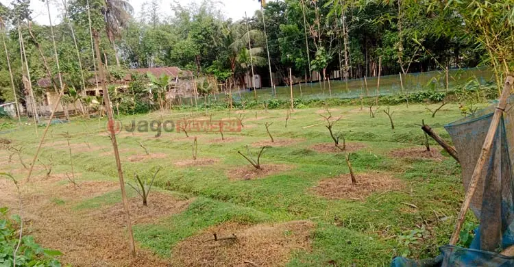 আধুনিক যন্ত্রে বদলেছে ভাগ্য, এক ফসলি জমি এখন সারা বছরের শস্যভাণ্ডার