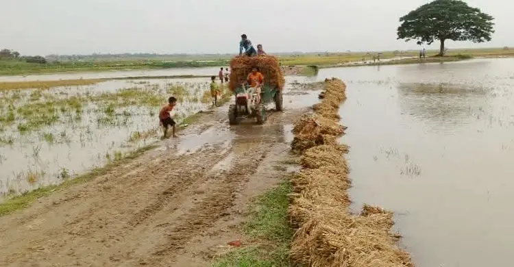নদ-নদীর পানি কমলেও হঠাৎ বৃষ্টির বিড়ম্বনায় কৃষকরা