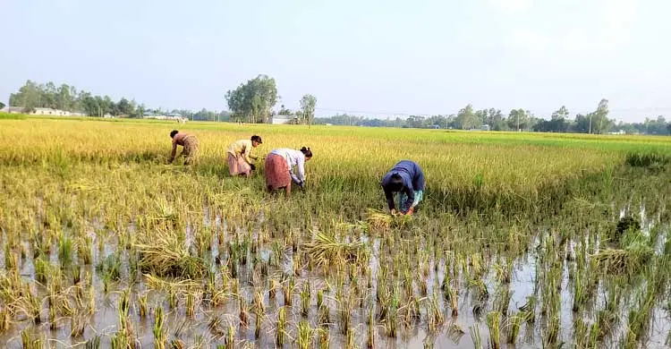 চতুর্মুখী চাপে চিড়েচ্যাপ্টা বোরো চাষি