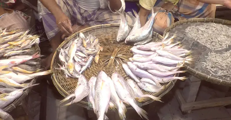ইলিশ উধাও, জলবায়ু পরিবর্তনকে দুষছেন গবেষকরা