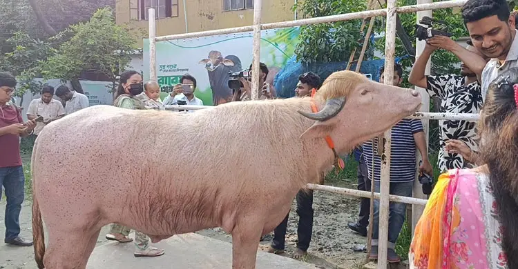 চুলের স্টাইলে &lsquo;ডোনাল্ড ট্রাম্প&rsquo;, গোলাপি রঙের মহিষ ঘিরে কৌতূহল
