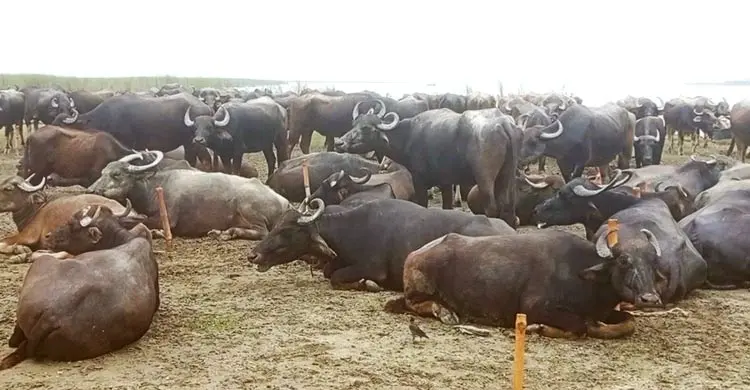 বর্ষা এলেই বুক ধড়ফড় করে চরাঞ্চলের খামারিদের