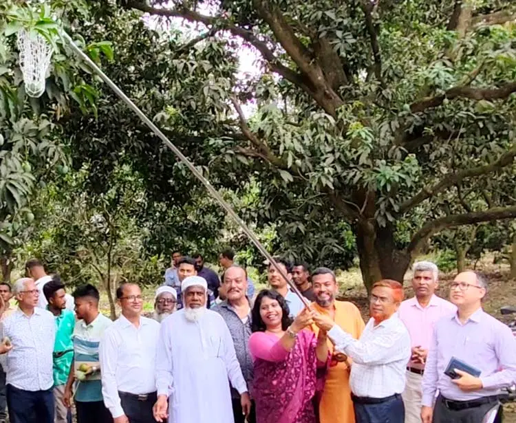 চুয়াডাঙ্গায় আম সংগ্রহ শুরু, ফরমালিন মেশালে কঠোর ব্যবস্থা
