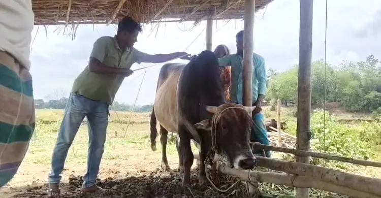 ক্রেতার অপেক্ষায় ১৫ মণের &lsquo;রয়েল&rsquo;