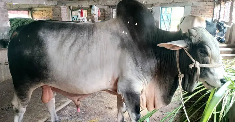 দিনাজপুরে হাটে আলোচনায় &lsquo;সম্রাট-বাদশা-রংবাজ&rsquo;