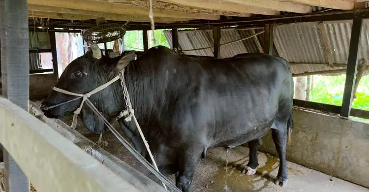 খালেদা জিয়াকে উপহার দেওয়া সেই কালো মানিক বিক্রির অপেক্ষায়, দাম ২২ লাখ