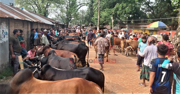 বগুড়ার হাটে হাটে ‘হাসিল সন্ত্রাস’