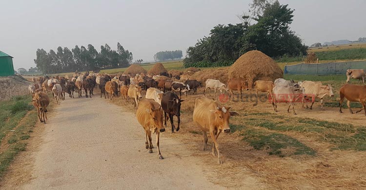 পরিকল্পনা-ভ্যাকসিনেশনে খুলতে পারে গবাদি পশু রপ্তানির দুয়ার