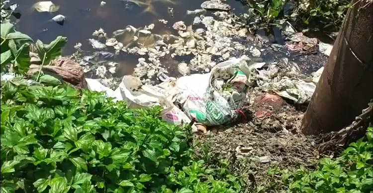 পুকুরে কোরবানির পশুর চামড়ার বর্জ্য ফেলায় মারা গেল ১০ লাখ টাকার মাছ