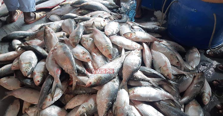 বরিশালে ভরা মৌসুমেও ইলিশের খরা: দাম আকাশচুম্বী