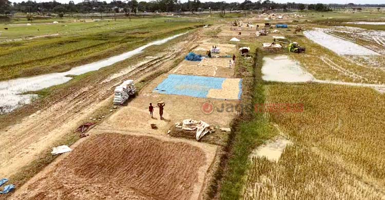 হাওরে কৃষকের যন্ত্রণা ‌‘অপরিকল্পিত বাঁধ’