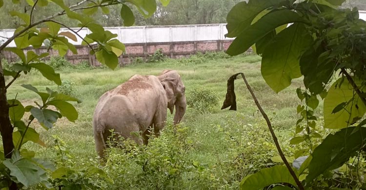 টেকনাফে ফের লোকালয়ে বন্য হাতি, আতঙ্কে কাটছে রাত