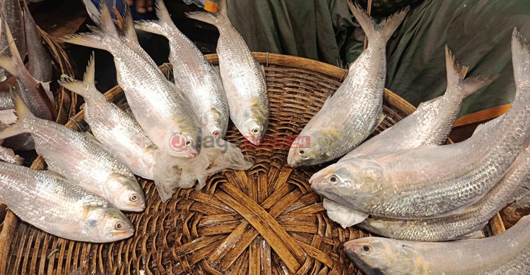 আড়তে ইলিশ কম ক্রেতা বেশি