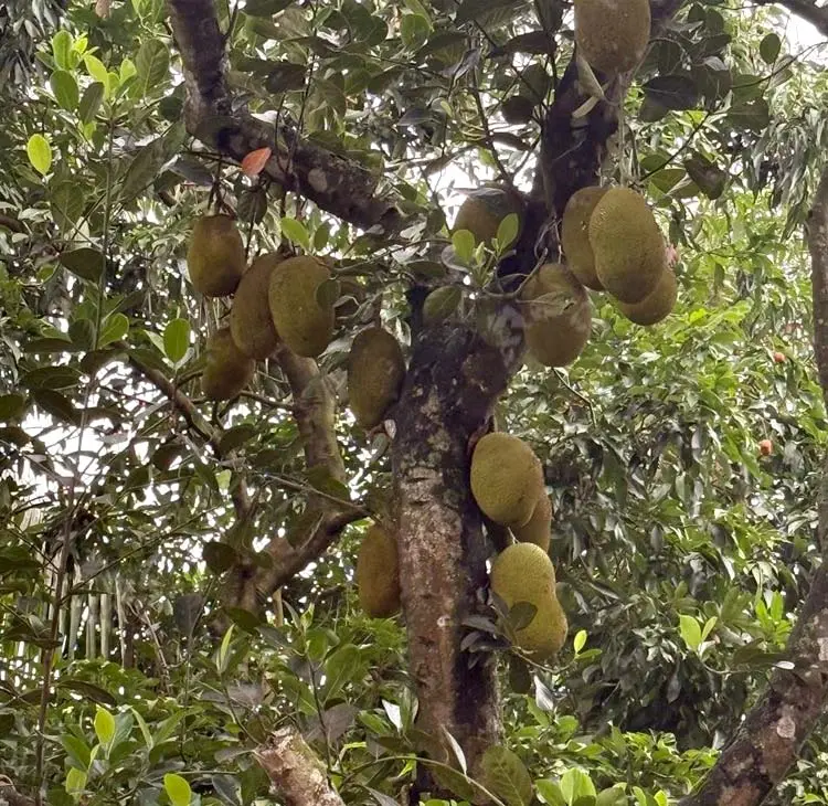 লেবু-কমলার অঞ্চলে আম-কাঁঠালের রাজত্ব