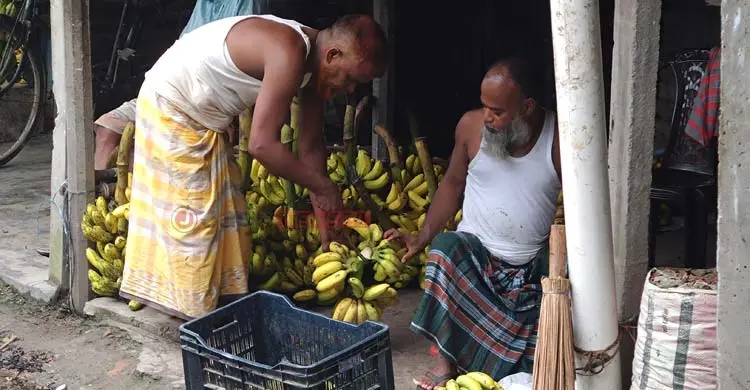 রংপুর অঞ্চলে কলা চাষে নীরব বিপ্লব