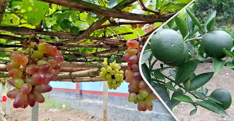 বিদেশি ফল