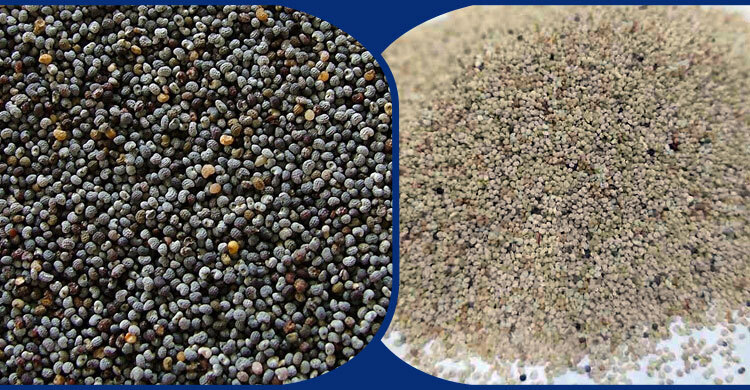 The curious case of poppy seeds: From ancient spice to banned import in Bangladesh