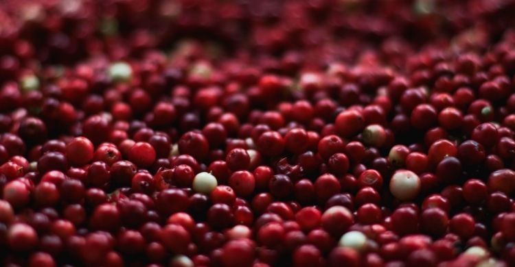 বারবার ইউরিন ইনফেকশন হলে কেন ক্র্যানবেরি জুস খেতে বলা হয়