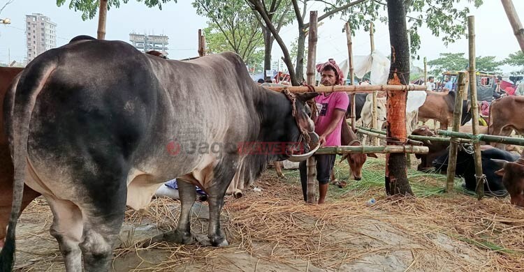 সানভ্যালি বালুরমাঠে ২৫ মণের গরু ঘিরে উৎসুক মানুষের ভিড়, দাম ১১ লাখ