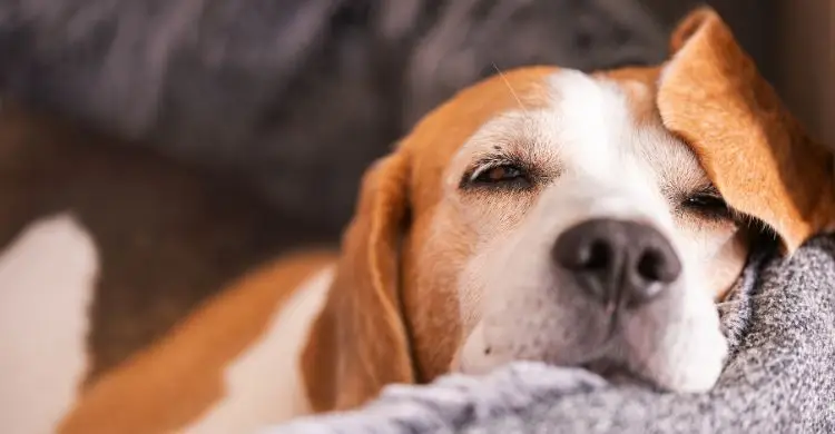 শীতে পোষা প্রাণীর যত্ন নেবেন যেভাবে