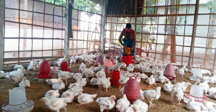মুরগির কেজিতে উৎপাদন খরচ ১৬০, বিক্রি ২৫০ টাকা