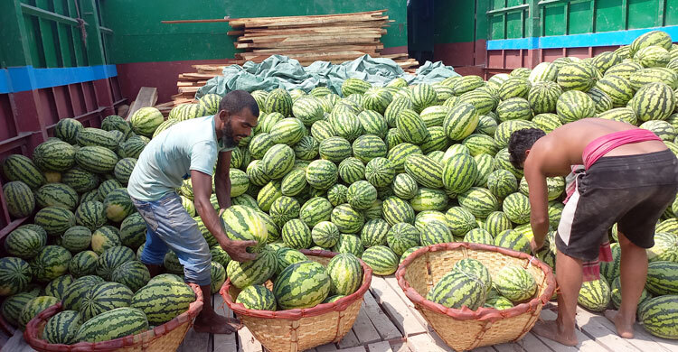 চৈত্রের শুরুতে বাজারে তরমুজ, দামও চড়া