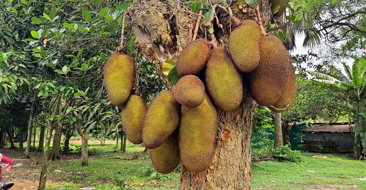 ১৫ দেশে যাচ্ছে গাজীপুরের কাঁঠাল
