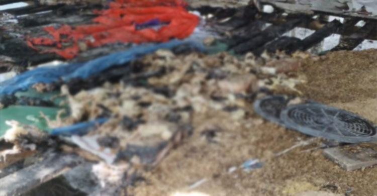 চোখের সামনে পুড়লো খামারের ২ হাজার মুরগি