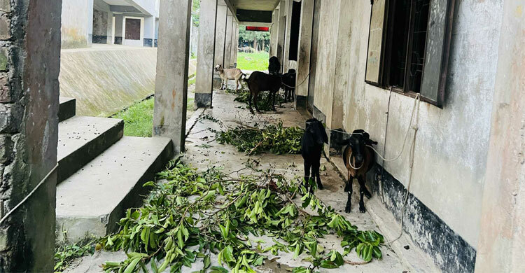 বিদ্যালয় ভবন যেন গবাদিপশুর বিচরণভূমি