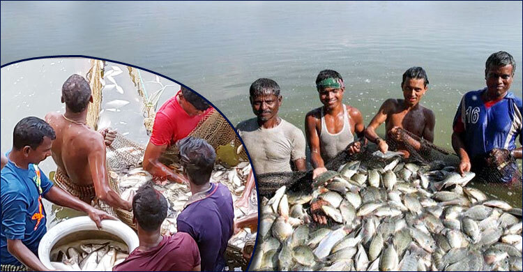 বর্ষাকালে পুকুরে লাভজনক মাছ চাষের উপায়