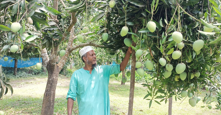 আঙিনার আম বাগানে ইসাহাকের বাজিমাত
