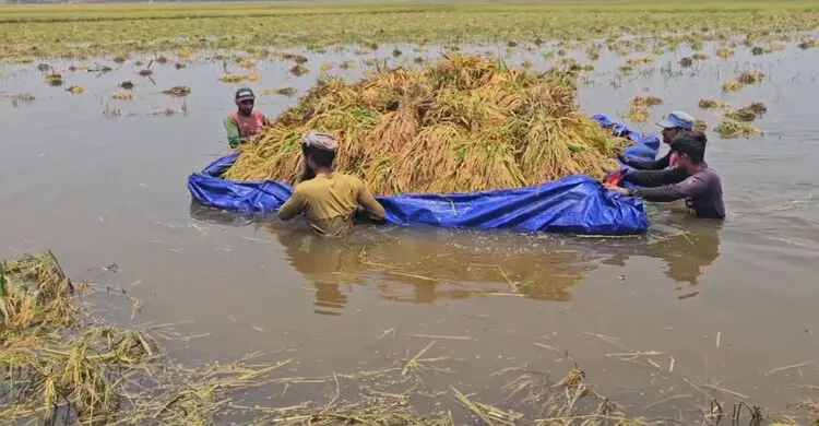 ডুবছে কৃষকের স্বপ্ন, পানির নিচে পাকা ধান