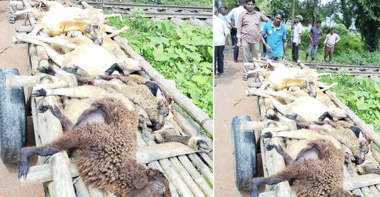 ট্রেনে কাটা পড়ে বাকৃবির ২০ ভেড়ার মৃত্যু