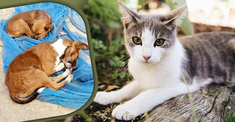 শীতে কেমন আছে অবলা প্রাণীরা?