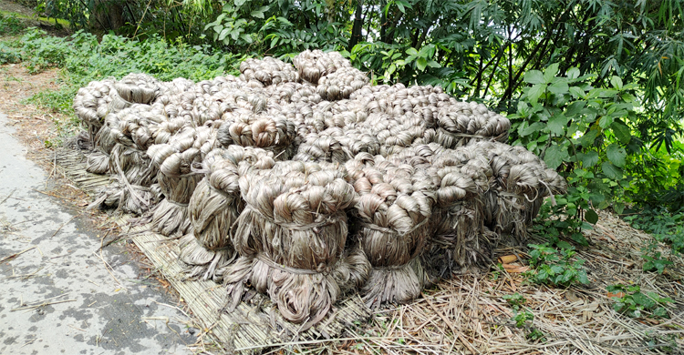 ‘বর্ষ পণ্য’ ঘোষণার বছরে পাটের মান-দামে অখুশি কৃষক