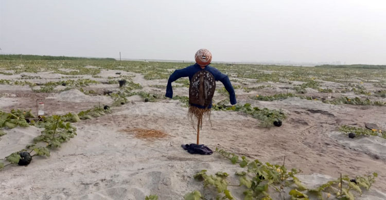 তিস্তাচরে দুলছে কৃষকের স্বপ্ন