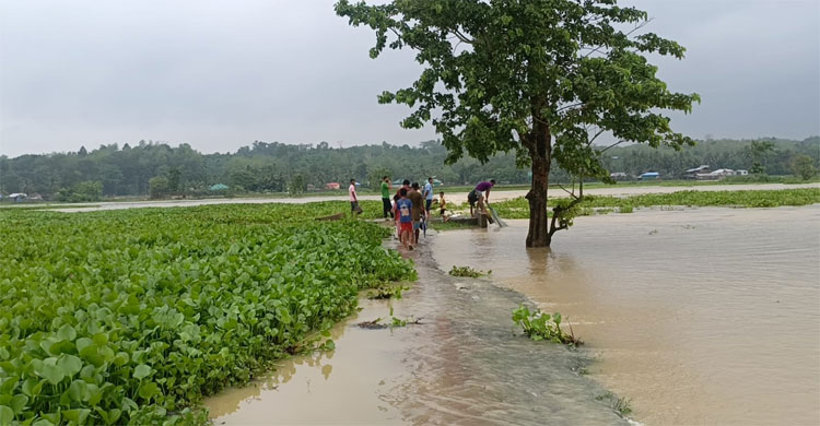 পাহাড়ি ঢলে বাঘাইছড়ির নিম্মাঞ্চল প্লাবিত
