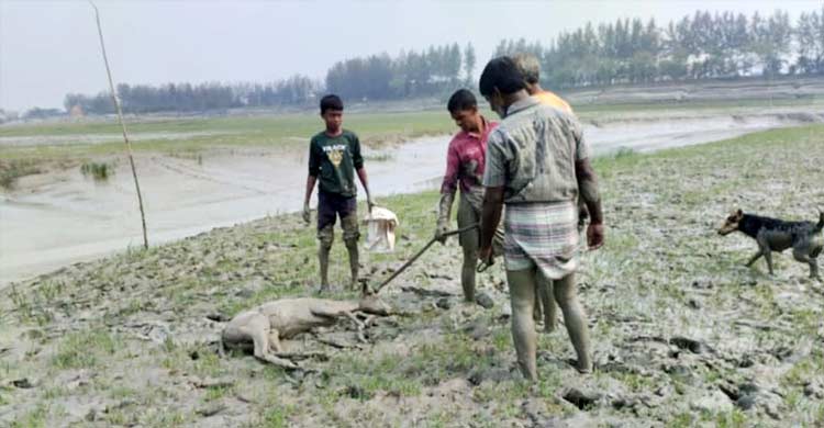সীতাকুণ্ডে লোকালয়ে মা হরিণ, পরে উদ্ধার