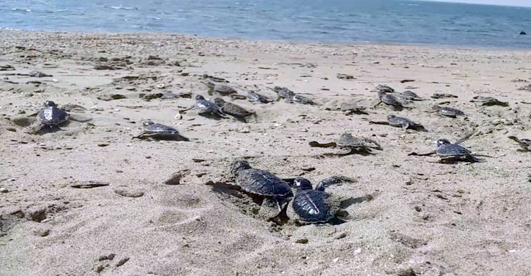 সেন্টমার্টিনে তিন মাসে ৩ হাজার কাছিমের ছানা সাগরে অবমুক্ত