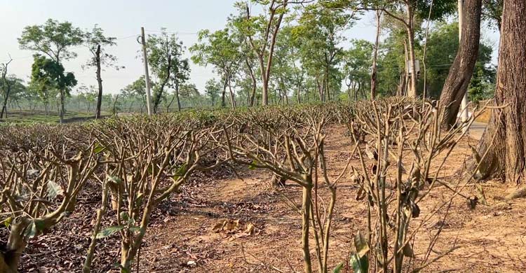 খরায় পুড়ছে চা বাগান